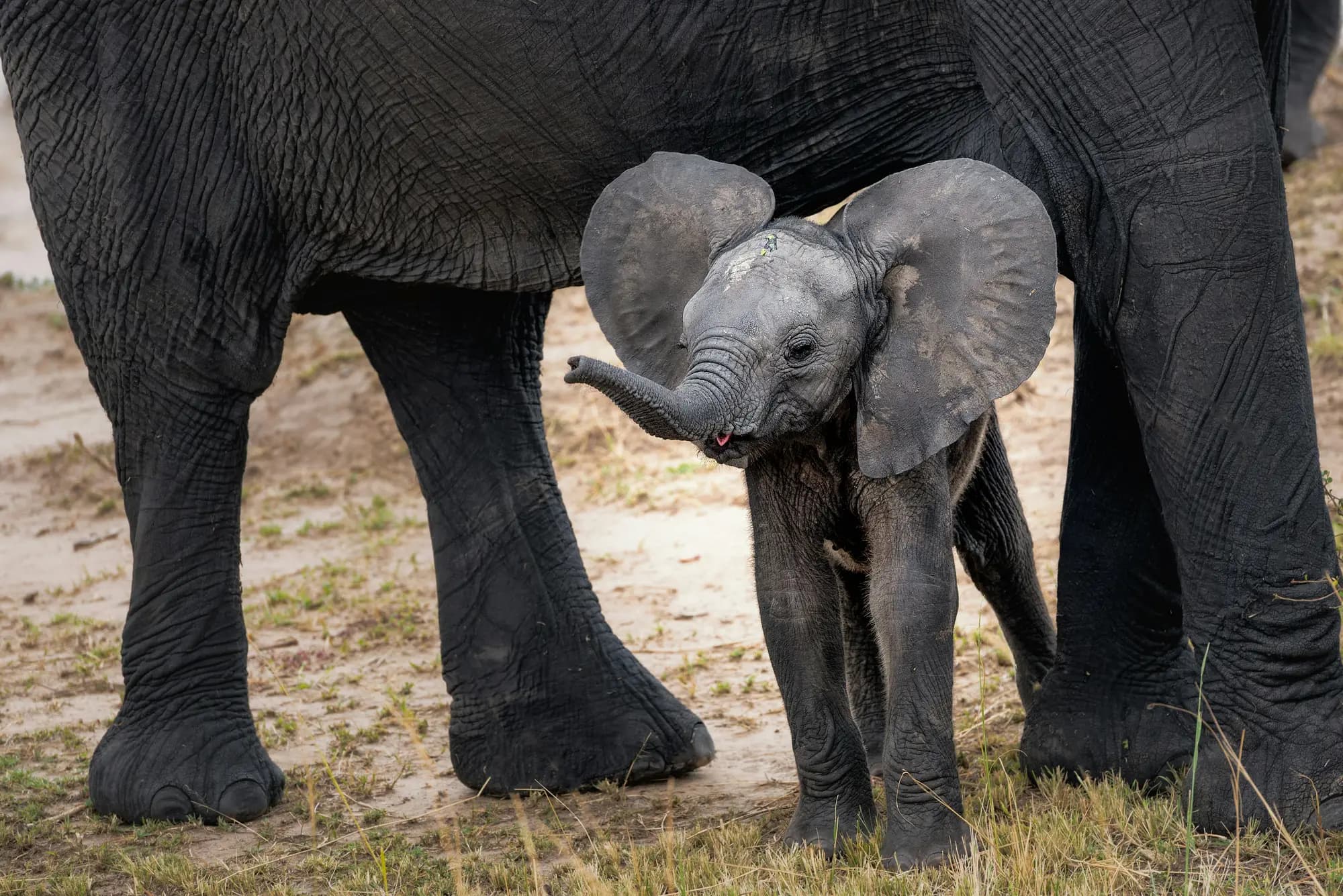 An elephant calf with its trunk raised, standing beside its mother