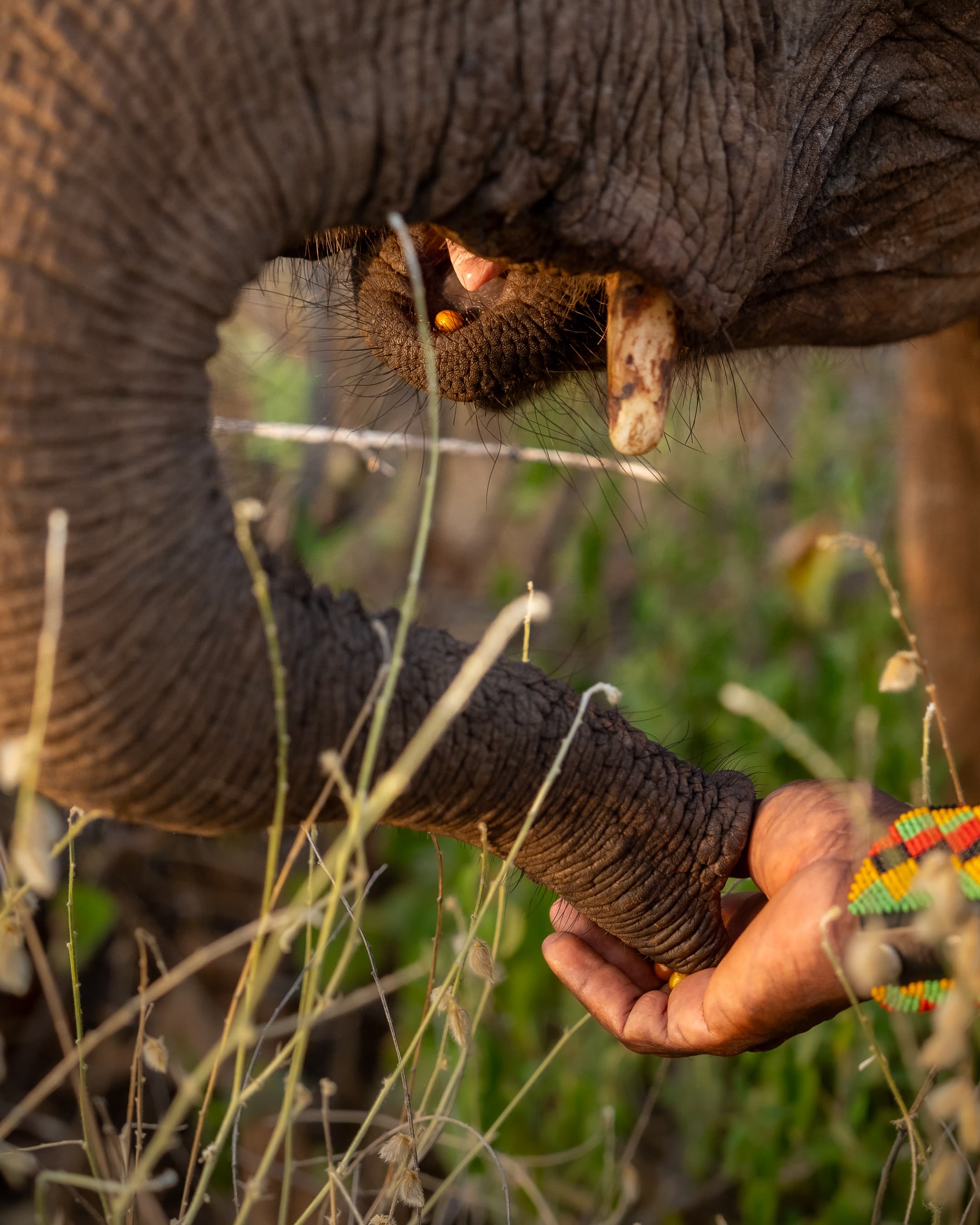 La boca de una cría de elefante huérfana con una baya dentro