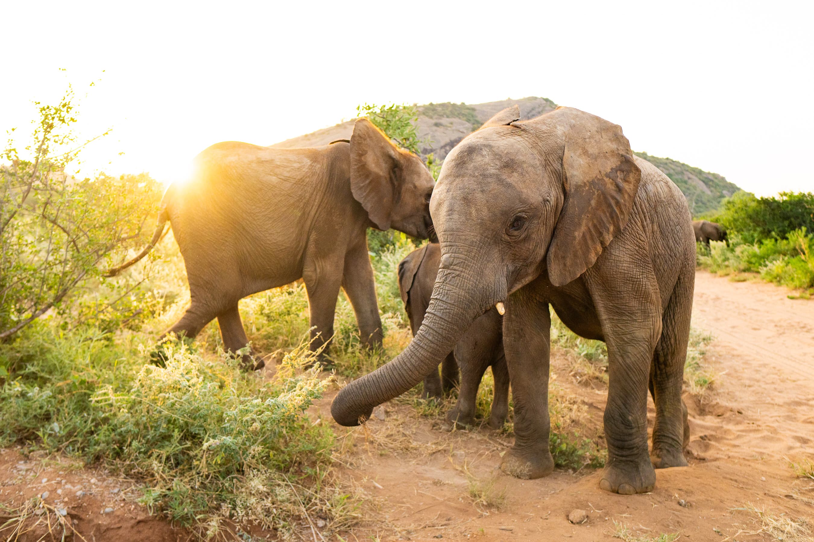 Tres adorables y curiosas crías de elefante huérfanas al atardecer