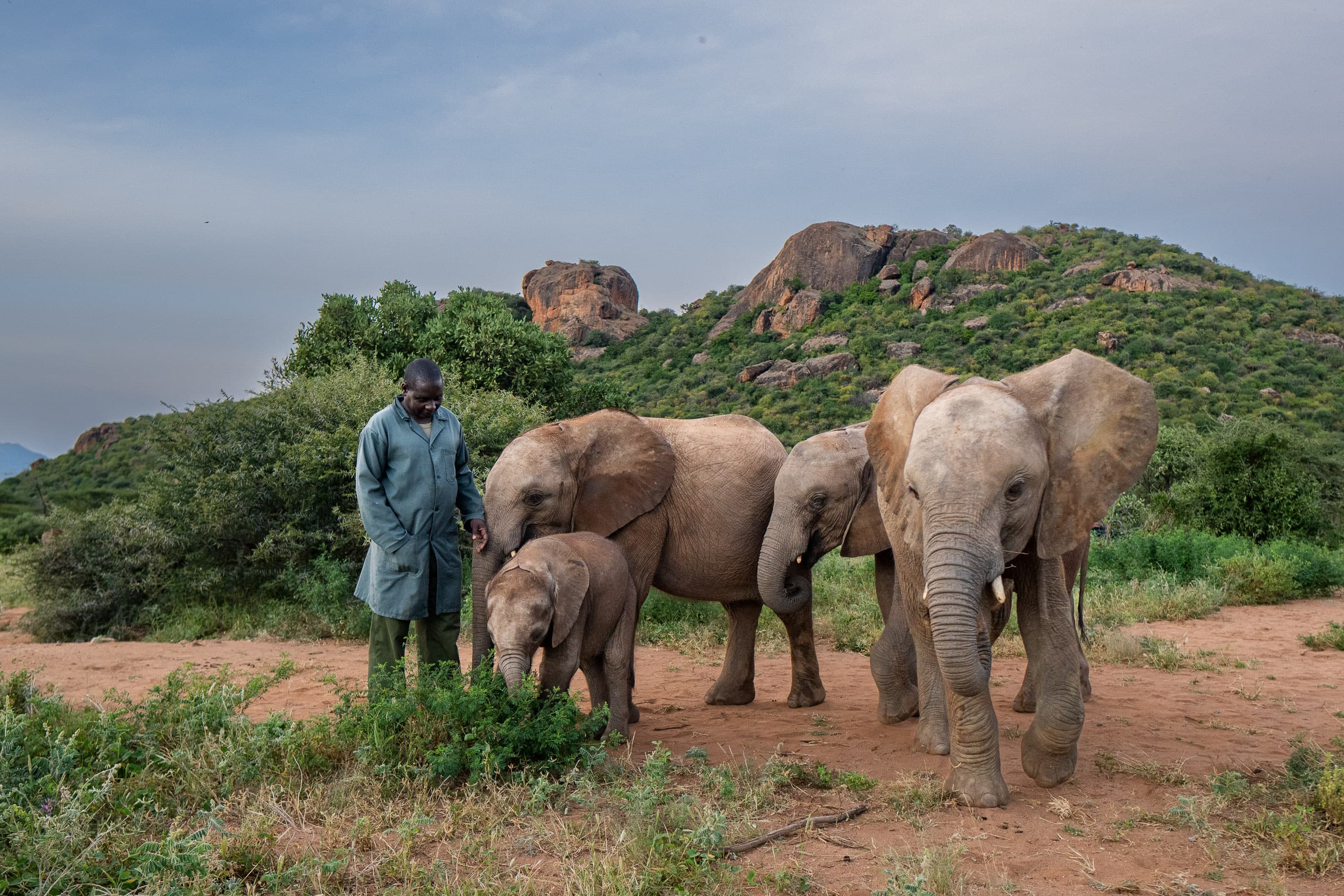 Un cuidador y cuatro crías de elefante huérfanas