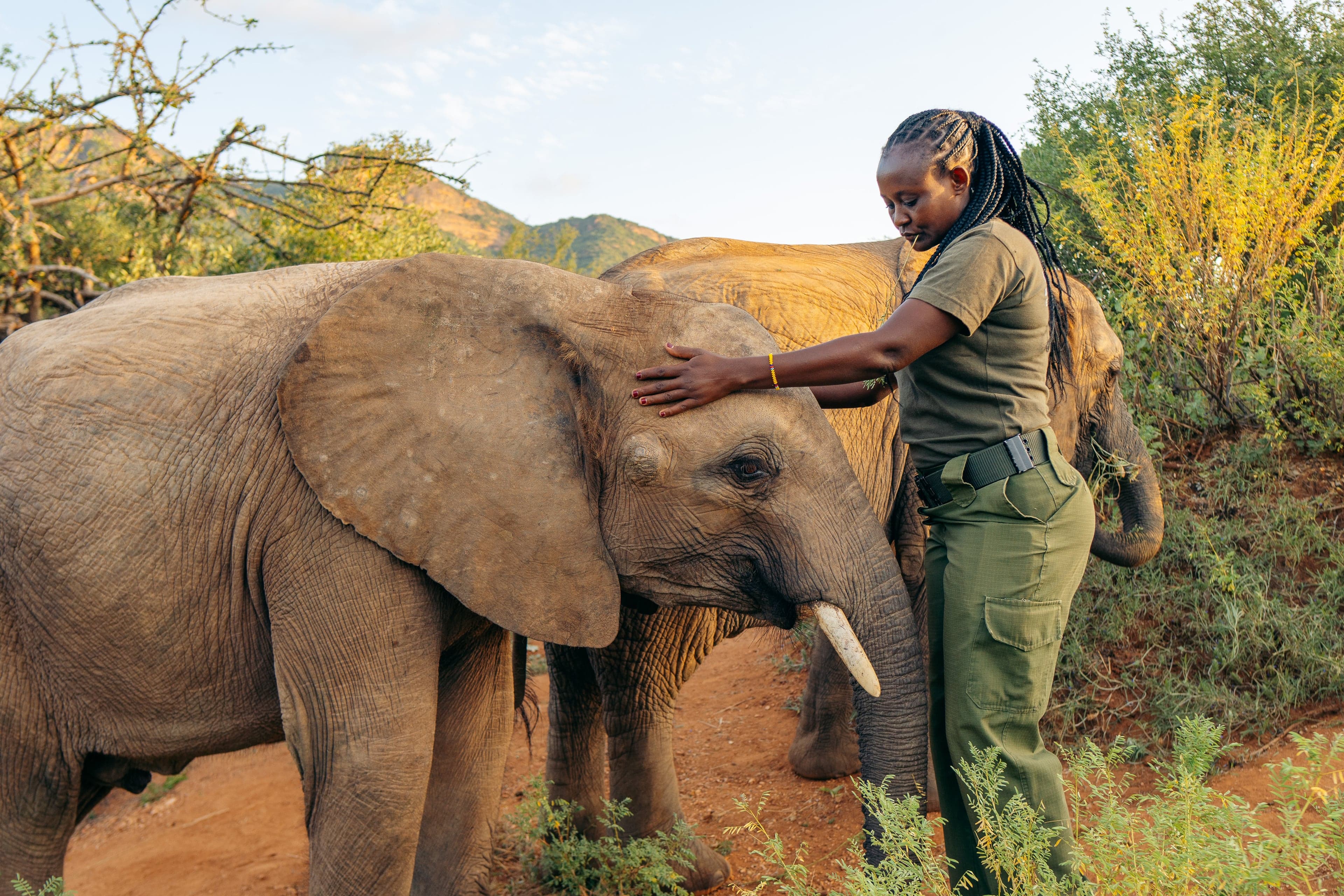 Una cuidadora apoya la mano sobre una cría de elefante huérfana