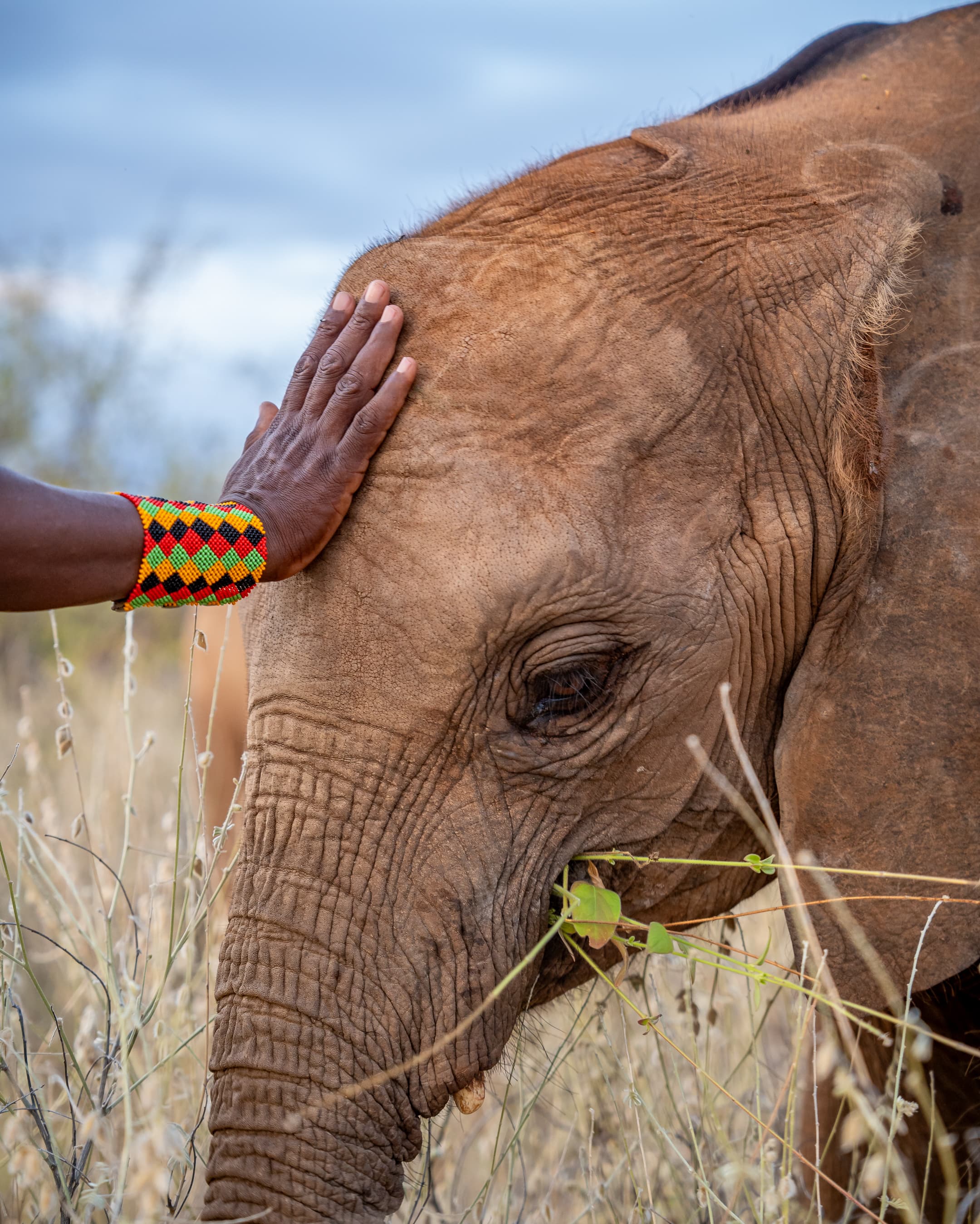 Un cuidador samburu apoya la mano sobre una cría de elefante huérfana