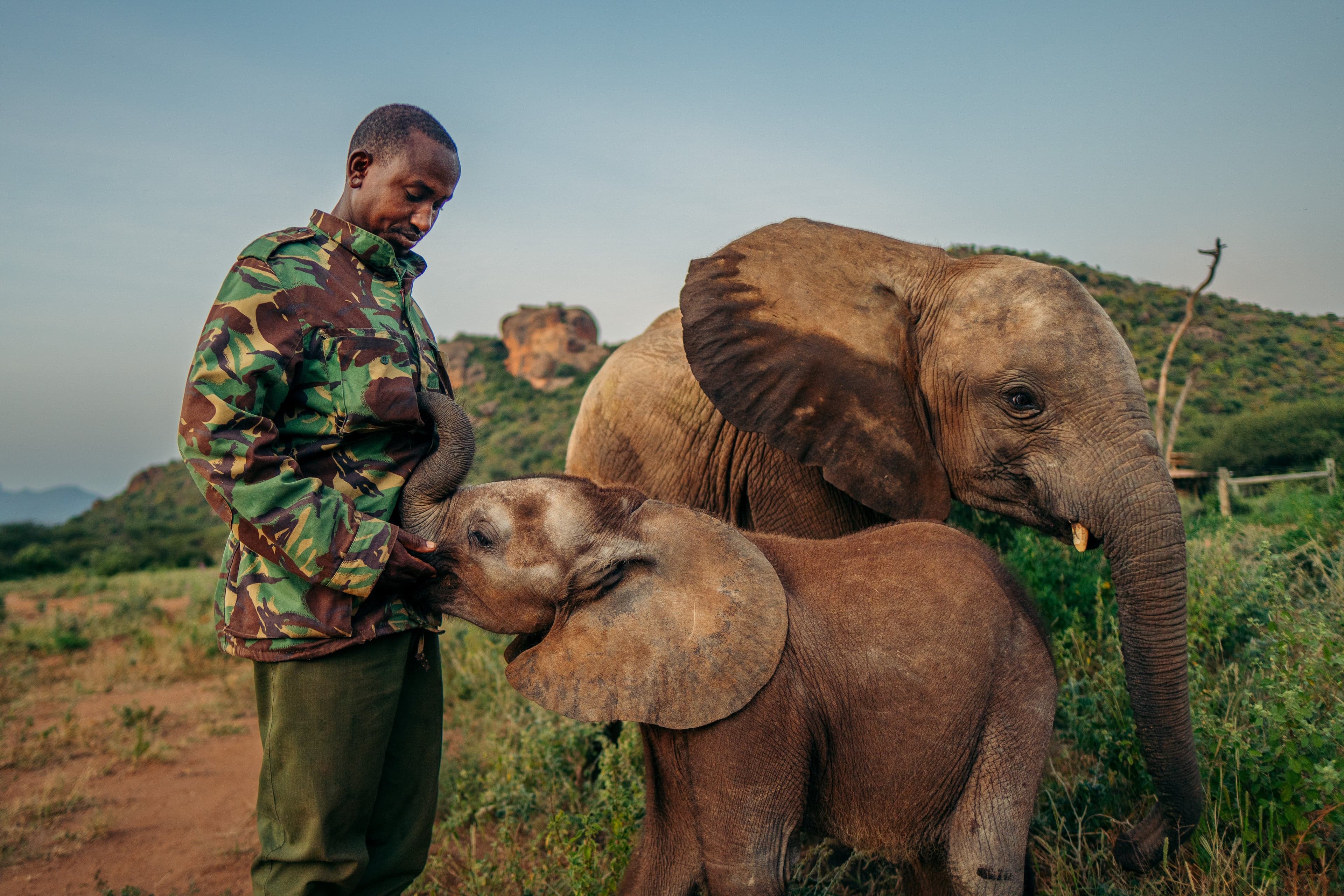 Un cuidador da de comer a una cría de elefante pequeña mientras otra huérfana mira a la cámara
