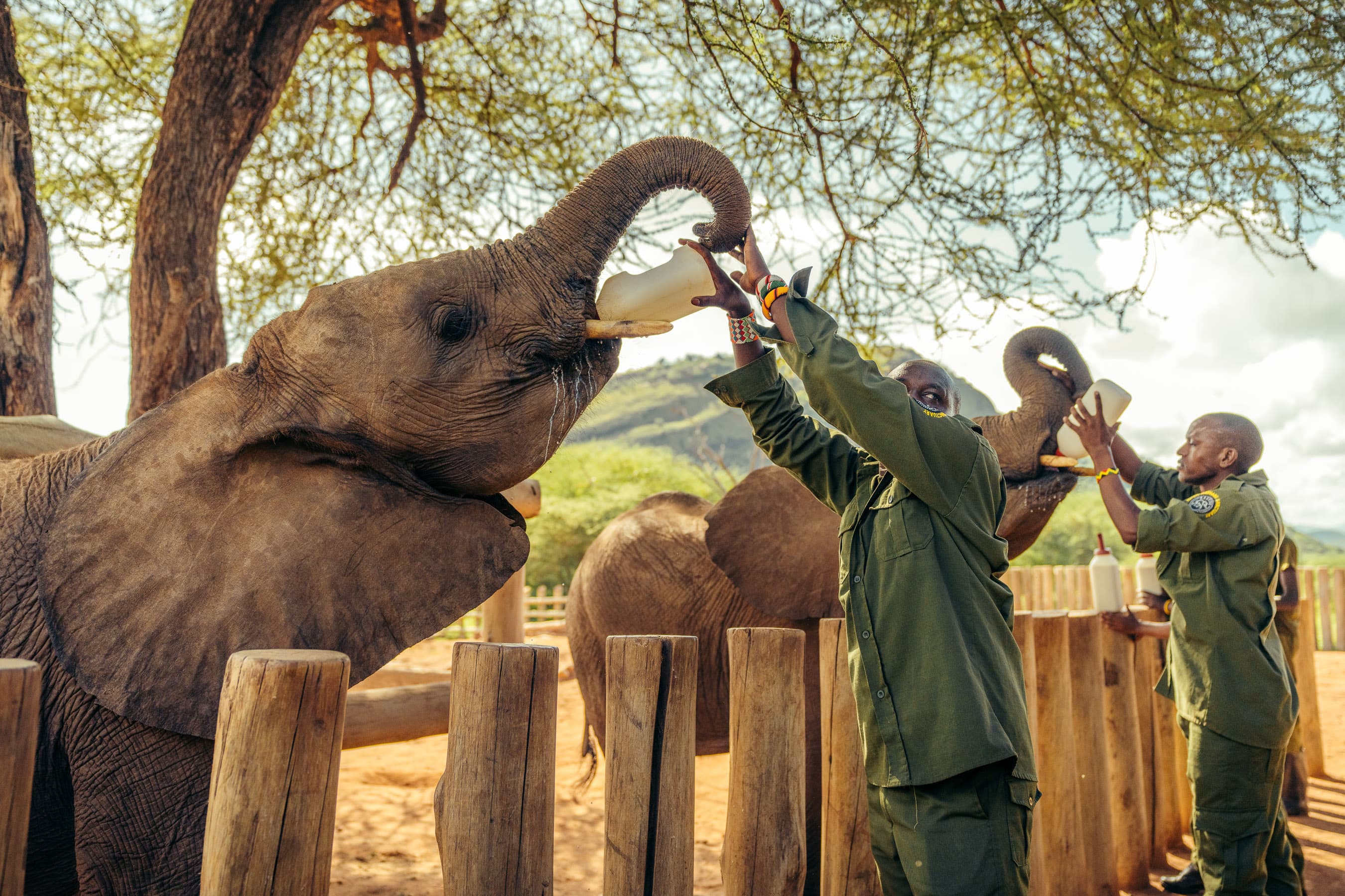 Dos cuidadores alimentando a crías de elefante huérfanas
